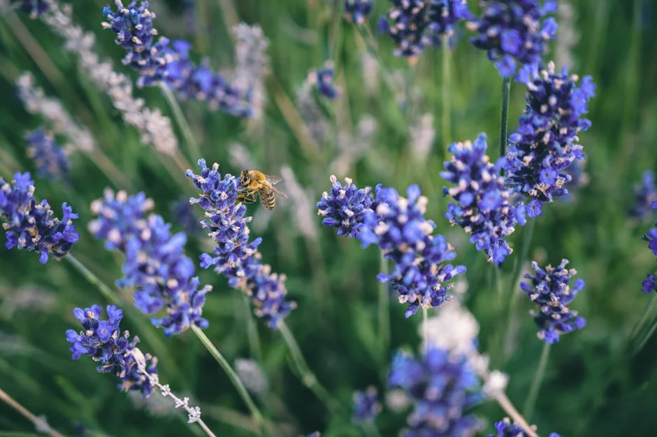 Close-up of a bee collecting pollen from vibrant lavender flowers in a natural setting.