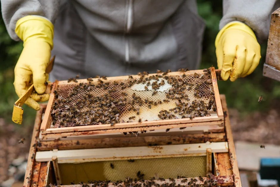 A beekeeper checks honeycomb frames in an apiary, surrounded by bees.