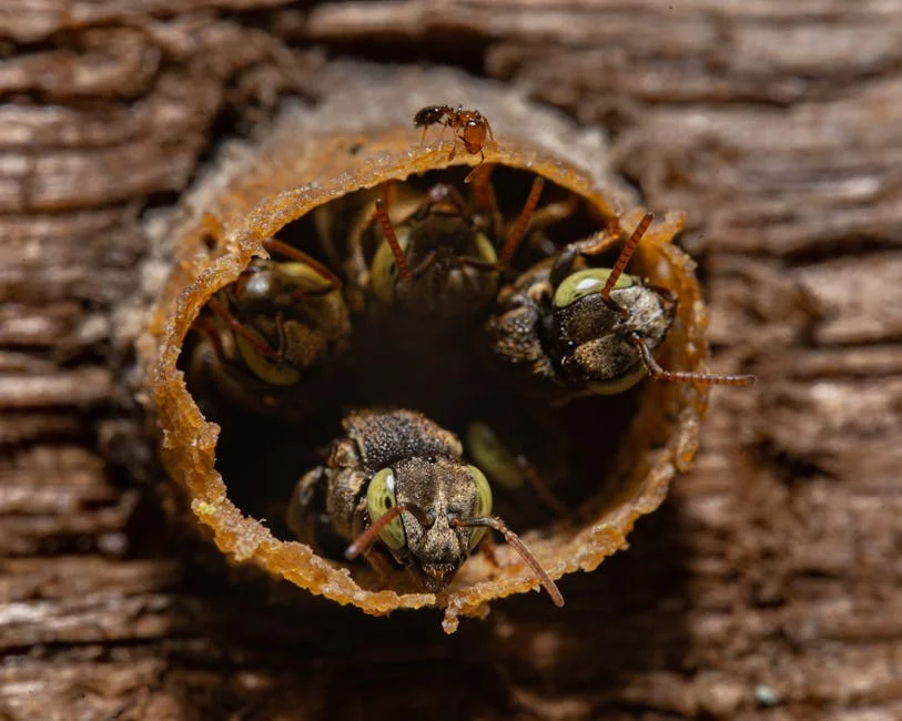 Detailed close-up image of bees inside a hive entrance, showcasing textures and natural environment.