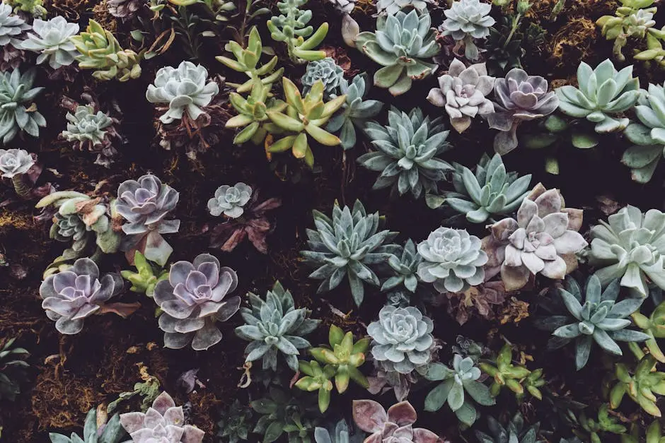 A diverse collection of vibrant succulents showcasing natural beauty and texture.