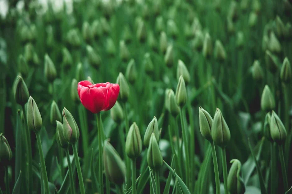 A single vibrant red tulip stands out in a field of green buds, showcasing beauty in nature.