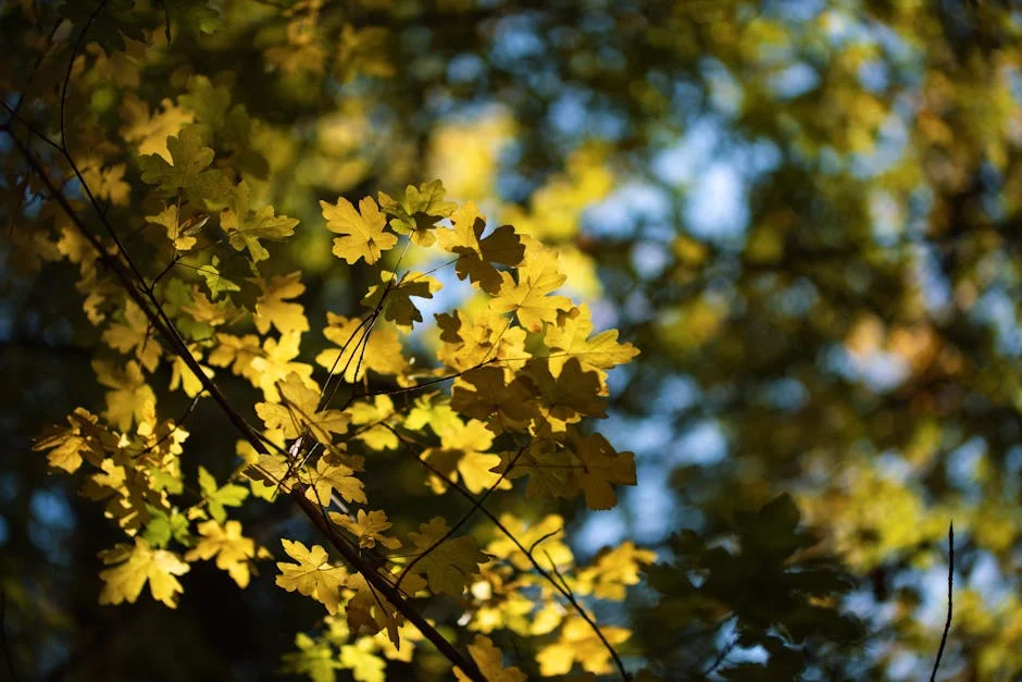 Vibrant autumn leaves illuminated by sunlight, creating a beautiful and serene natural scene.