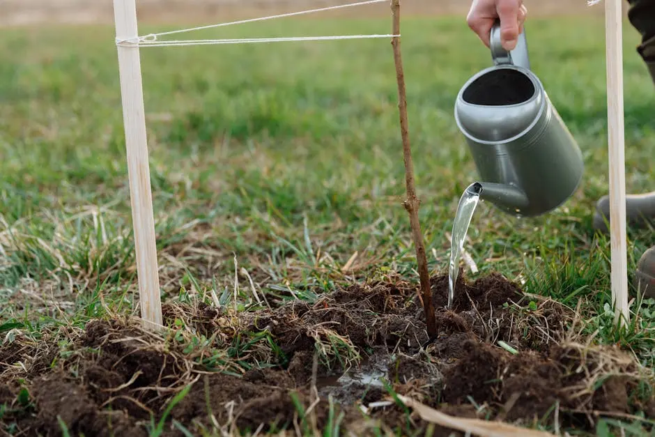 A person watering a young sapling with a metal watering can in a garden.