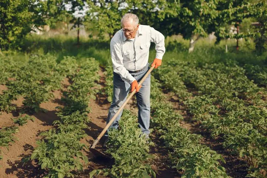 An elderly man working in a green vegetable garden, cultivating crops with a hoe.