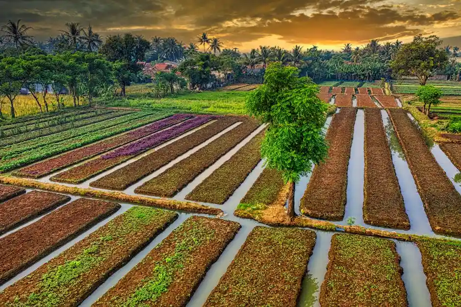 Aerial view of Indonesian farmlands in Banten, showcasing vibrant croplands at sunset.