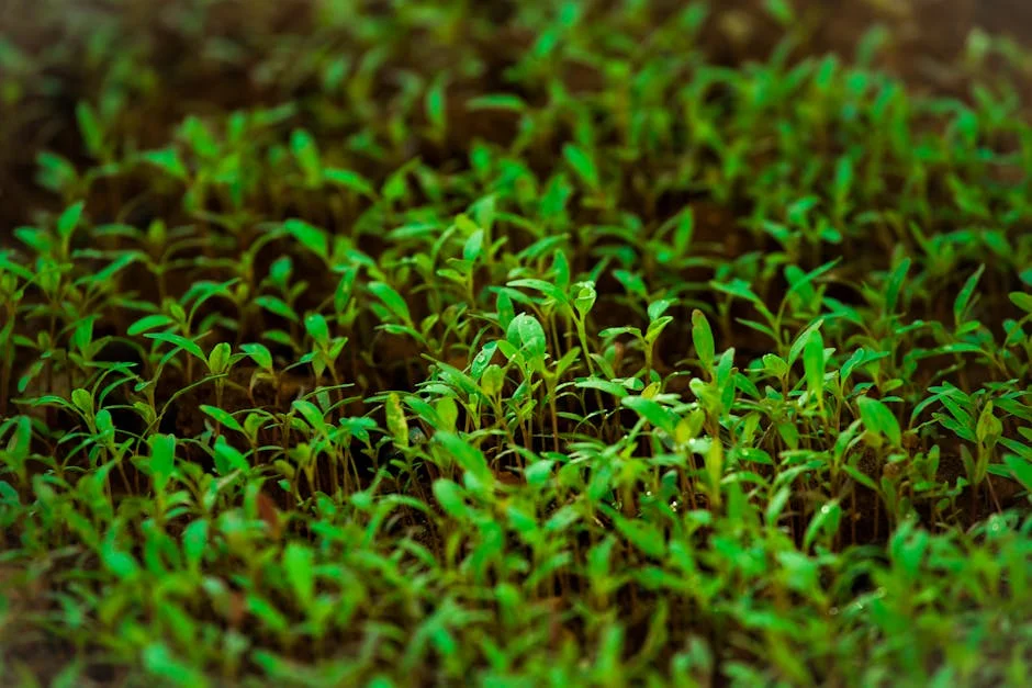 Close-up of vibrant green sprouts growing densely in a natural garden environment.