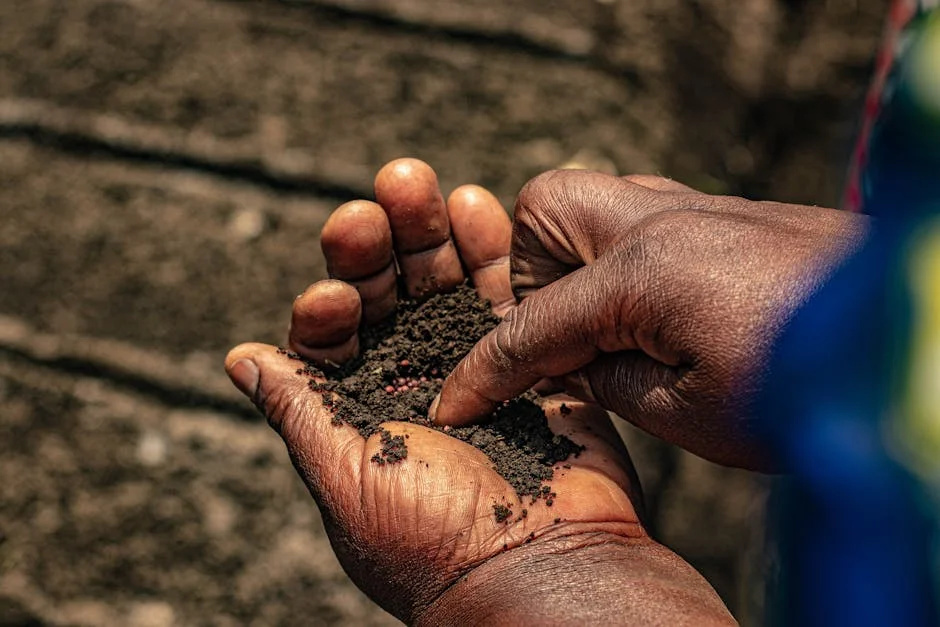 Elderly hands holding soil with seeds under sunlight, symbolizing growth and agriculture.