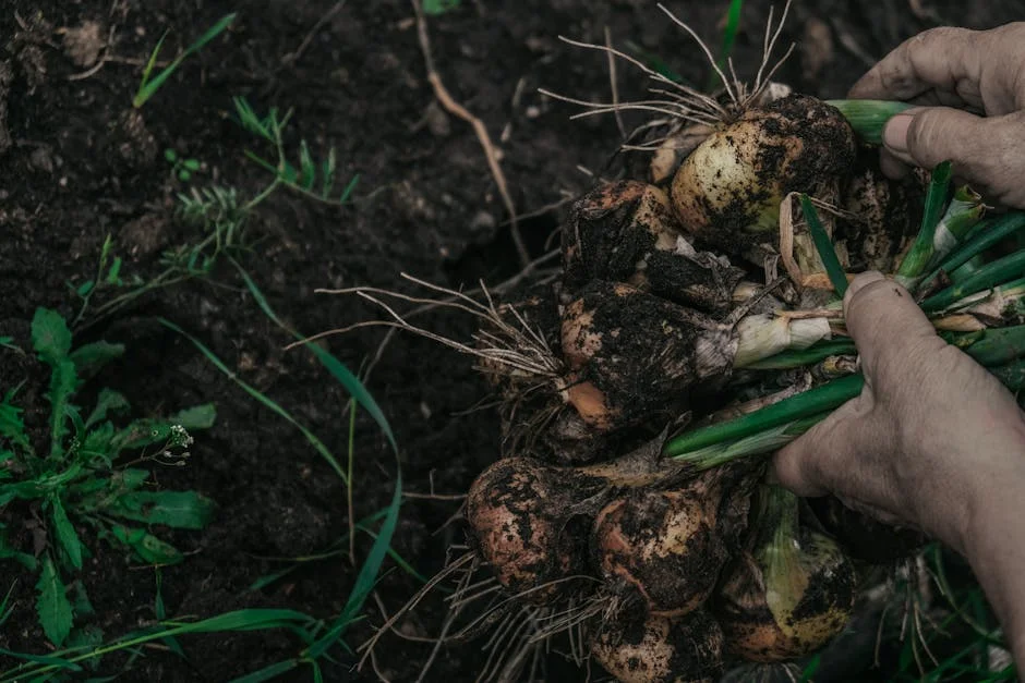Close-up of hands pulling freshly harvested onions from rich soil, showcasing farming and agriculture.