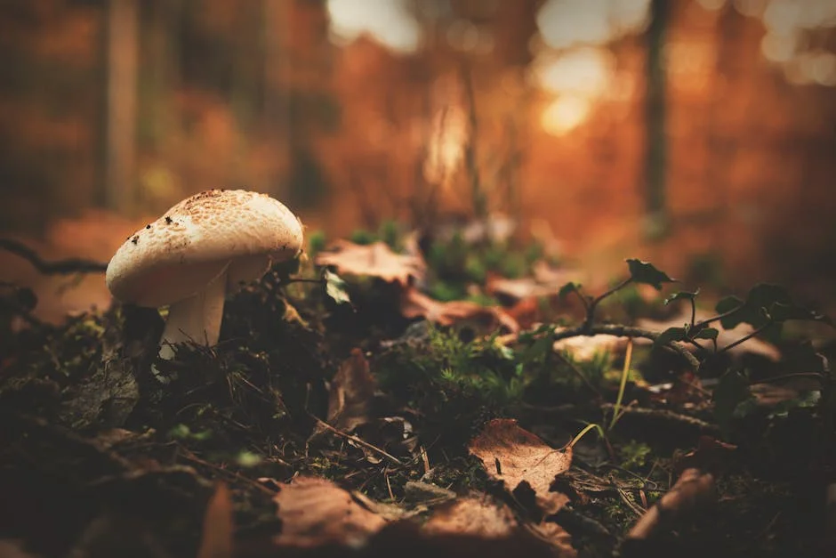 Close-up of a mushroom surrounded by autumn leaves on a forest floor.