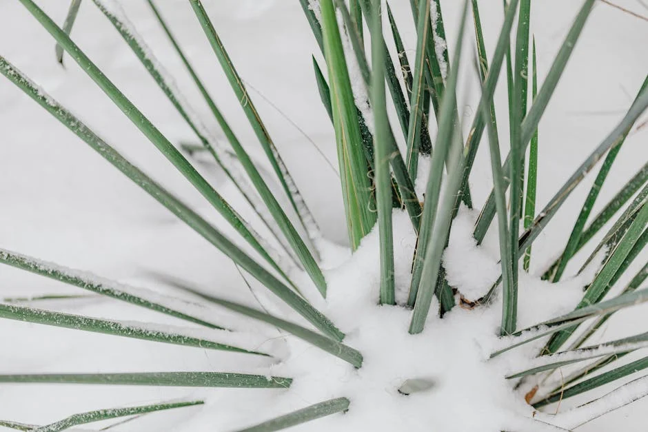 Green plant leaves covered with frost and snow during winter. Nature close-up detail.