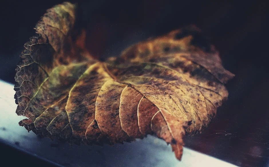 A macro shot capturing the intricate details and textures of a dried leaf.