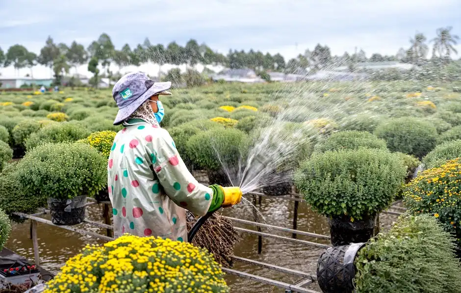 Woman gardener with mask watering chrysanthemums in a lush blooming garden.