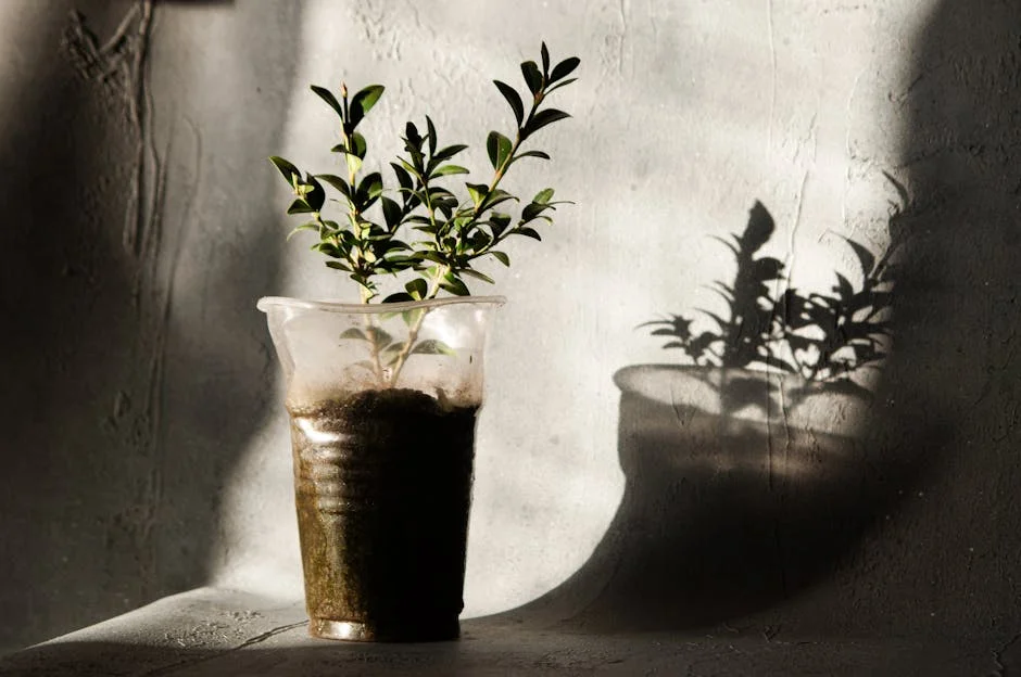 A small plant casting a shadow in a sunlit plastic cup on a gray background.