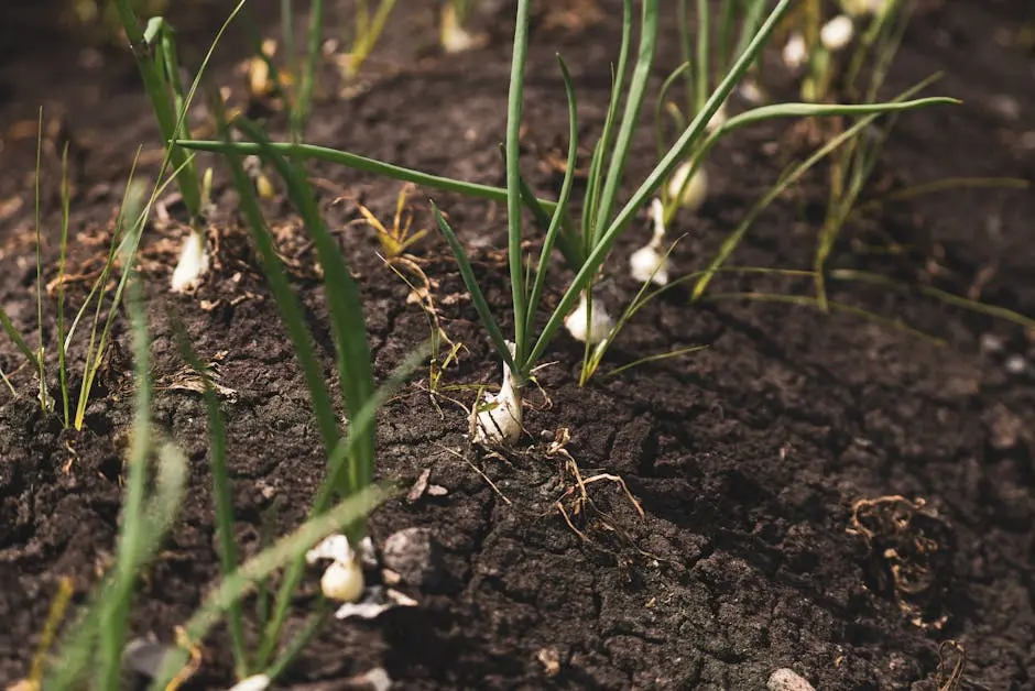 Close-up view of green onions sprouting from dark, rich soil, showcasing agriculture and plant growth.