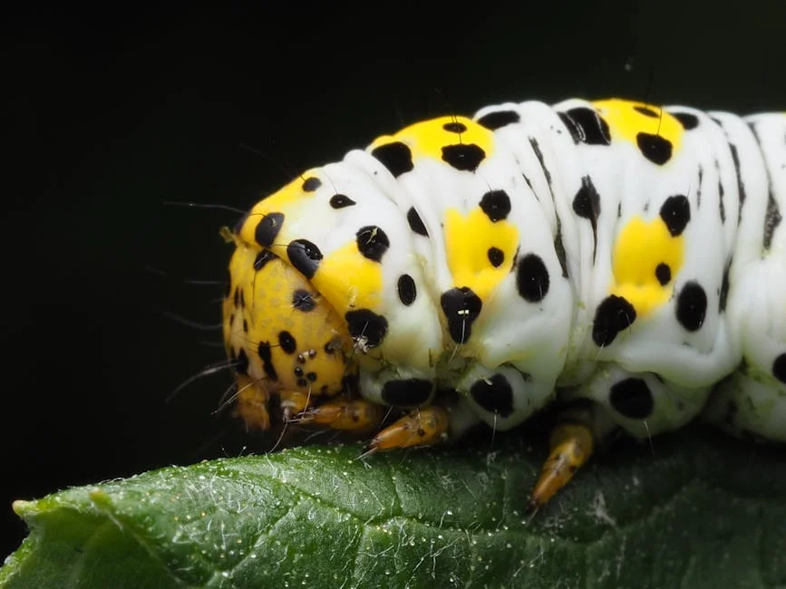 Close-up macro shot of a vibrant caterpillar with yellow and black spots on a green leaf.