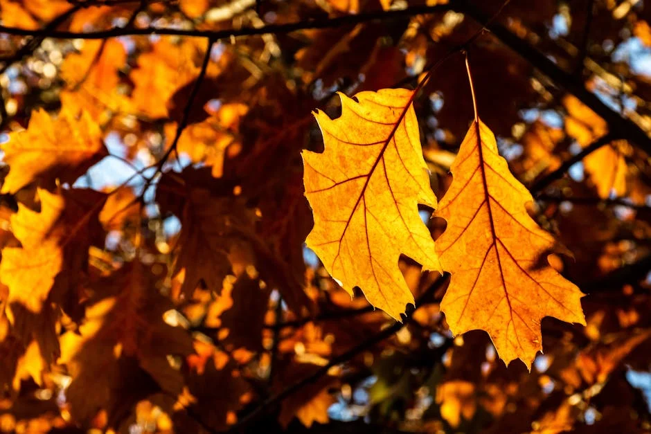 Close-up of autumn oak leaves glowing in the sunlight, capturing the essence of fall.