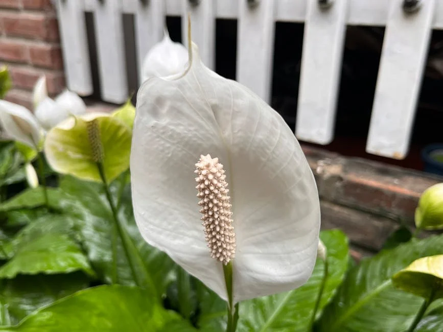 Detailed image of a white peace lily flower with lush green leaves in the background.
