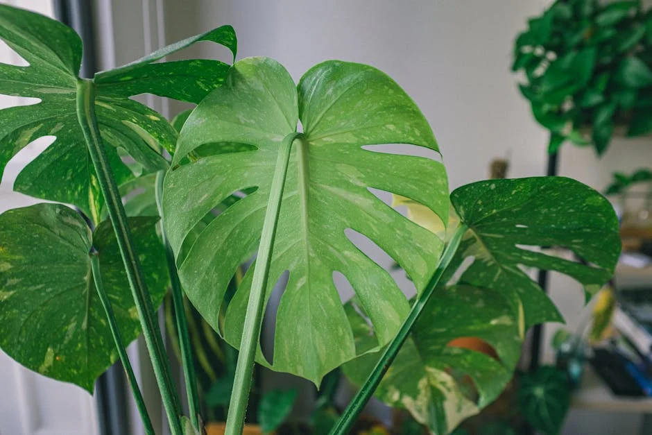 Vibrant green Monstera Deliciosa leaf in a serene indoor setting, showcasing its natural beauty.