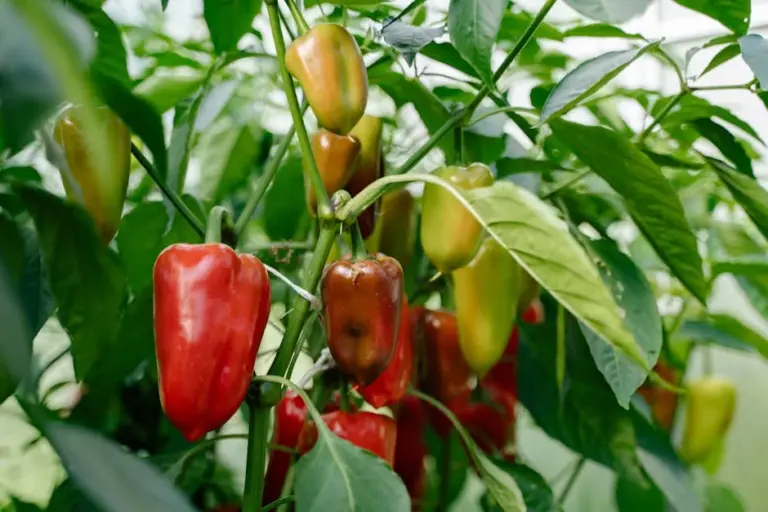 How to Start a Thriving Vegetable Garden Outdoors for Beginners Made Easy