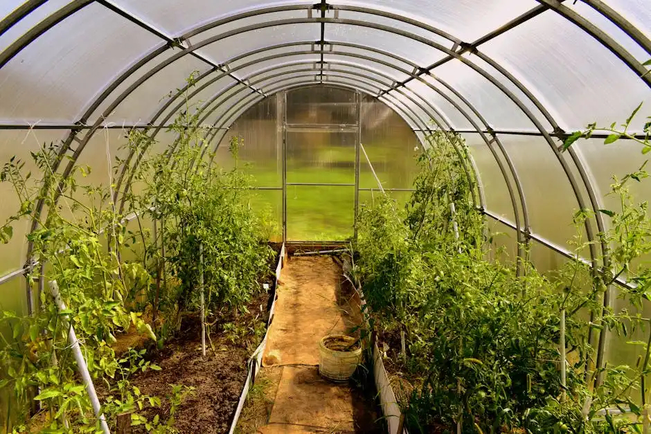 Explore this vibrant greenhouse brimming with lush vegetables and green foliage.