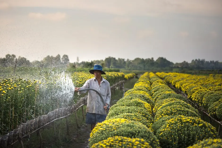 A farmer waters a field of blooming chrysanthemums, showcasing agriculture in a vibrant landscape.