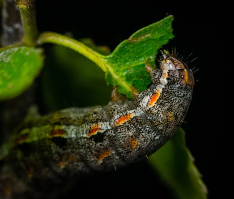 A detailed close-up of a caterpillar eating a leaf in a natural outdoor setting.