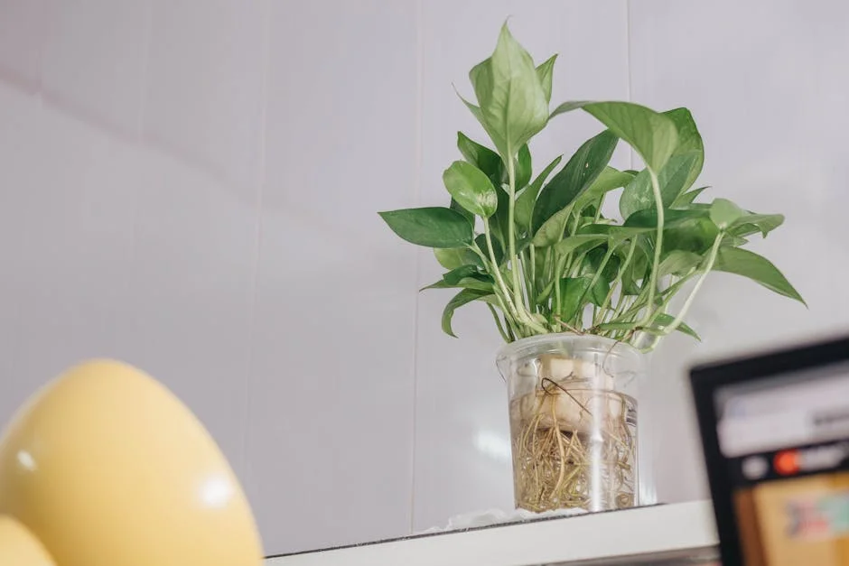 A vibrant green houseplant in a clear glass vase, showcasing fresh leaves and roots.