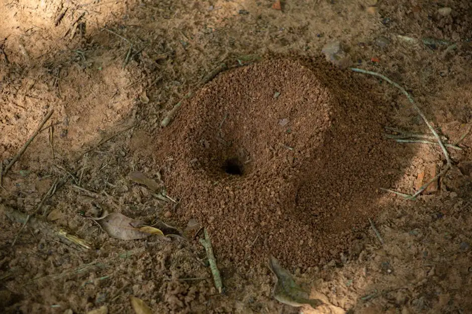 From above of wild anthill with hole in middle located on dry sandy ground in countryside in sunny day
