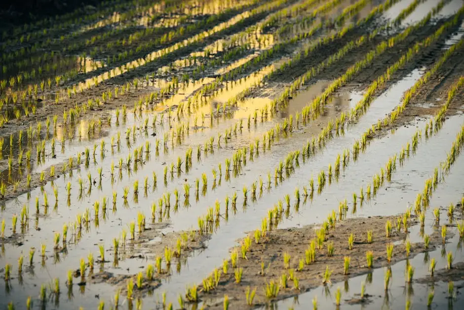 Rows of young rice seedlings in a water-filled field, viewed from above, showcasing rural agriculture.