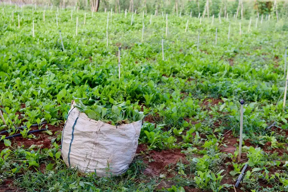 Green field in Bengaluru with a sack of freshly harvested spinach amidst vibrant plants.