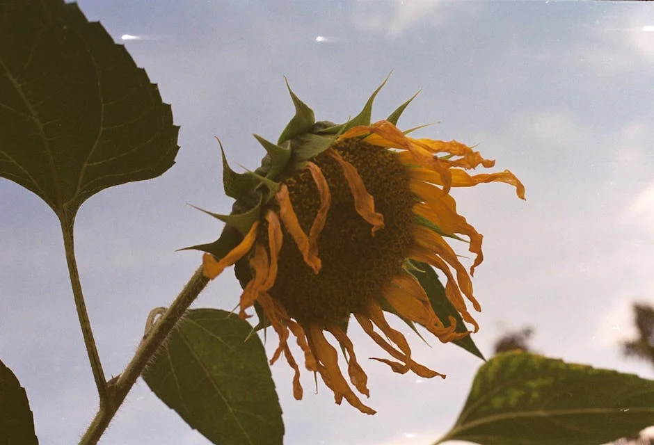 A withered sunflower with drooping petals against a soft, cloudy sky background.