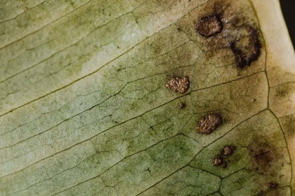 Detailed macro shot of a diseased green leaf showing its veins and texture.