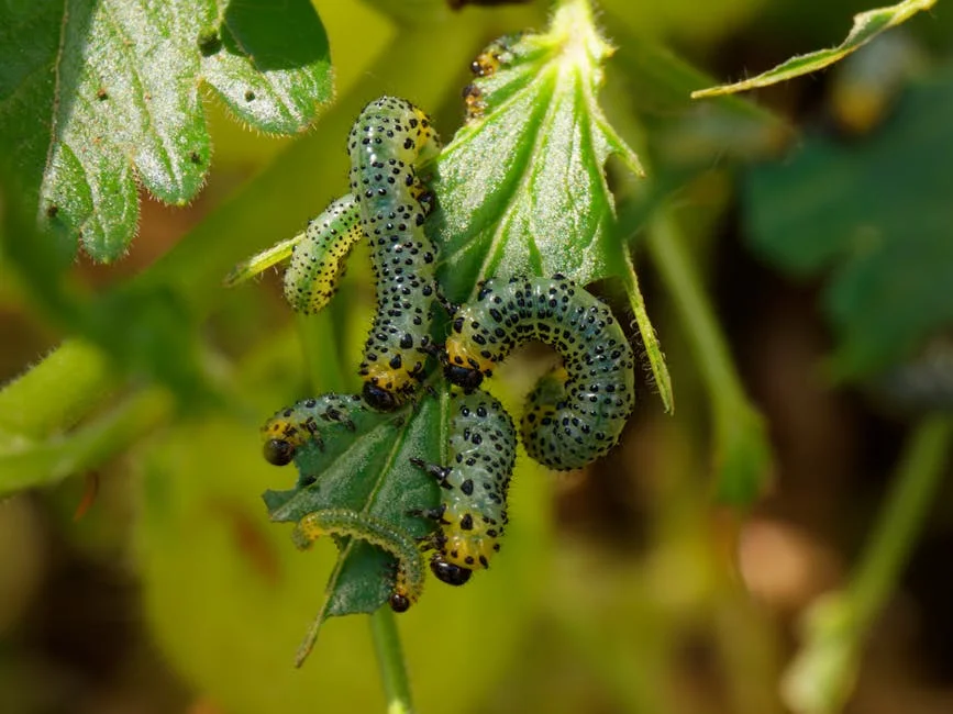 Detailed macro shot of gooseberry sawfly larvae feeding on leaves in a natural setting.