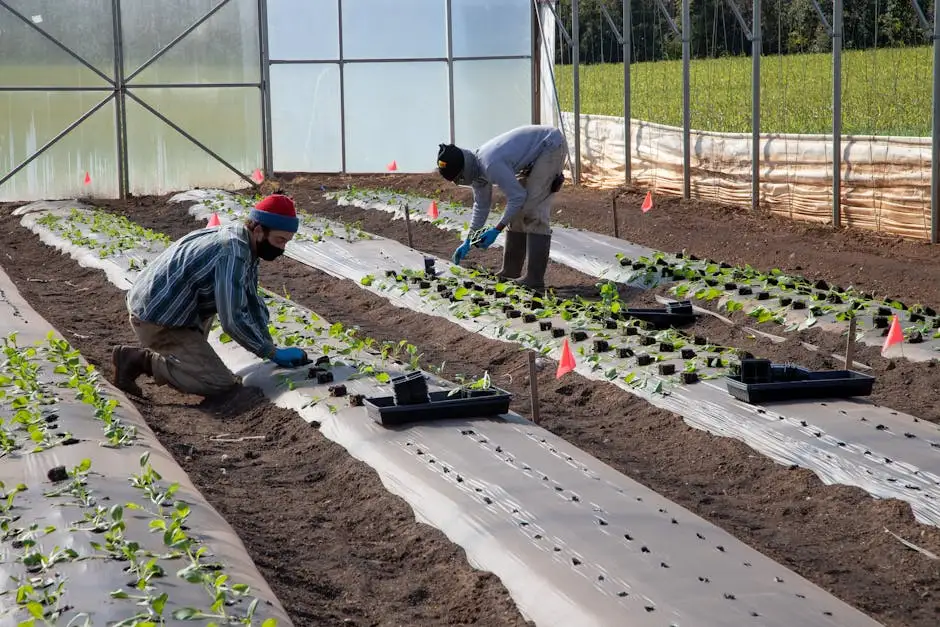 Two farmers planting seedlings in a greenhouse show sustainable farming in action.