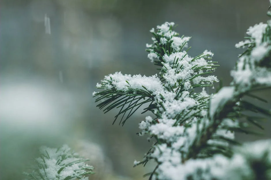 Close-up of a snow-covered evergreen branch capturing the serene beauty of winter.