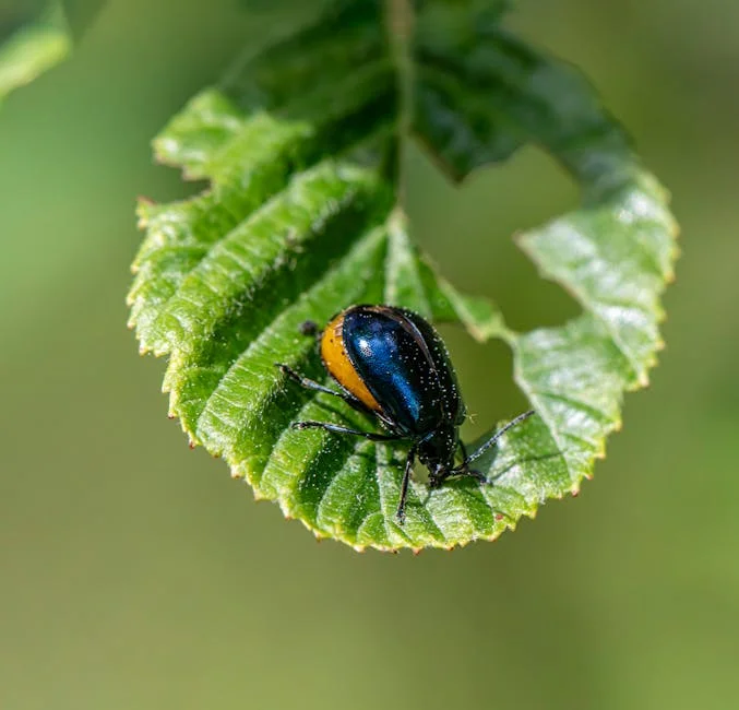Close-up of an alder leaf beetle (Agelastica alni) on a leaf in its natural environment.
