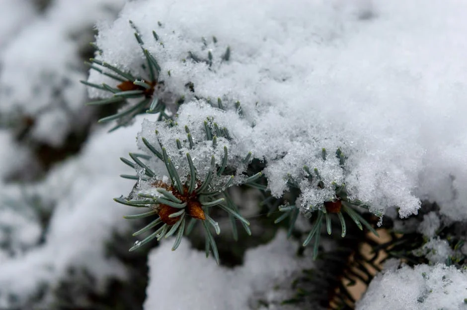 A close-up photo of a snow-covered pine branch showcasing the serene beauty of winter.