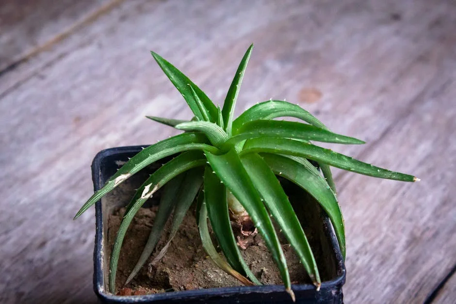 Vibrant green aloe vera plant in a pot on a rustic wooden background. Ideal for health and nature concepts.