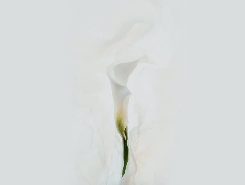 Close-up of a delicate white calla lily with a soft, minimalist background.