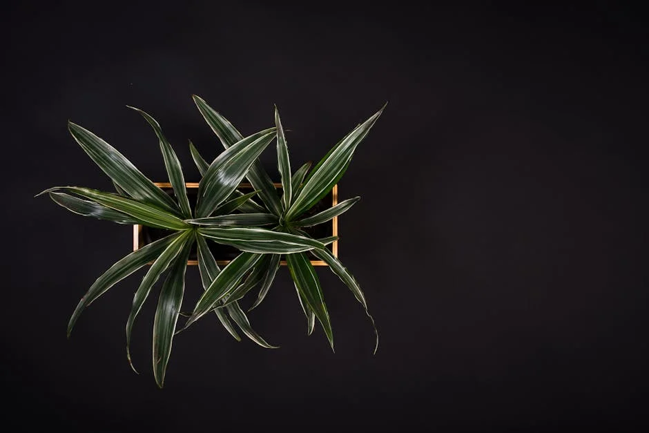 Aerial view of a potted plant against a dark background, highlighting its minimalist design.