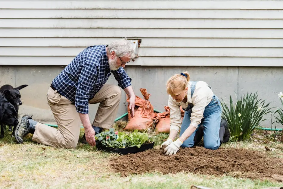Elderly couple enjoying gardening, planting seedlings in their backyard on a sunny day.