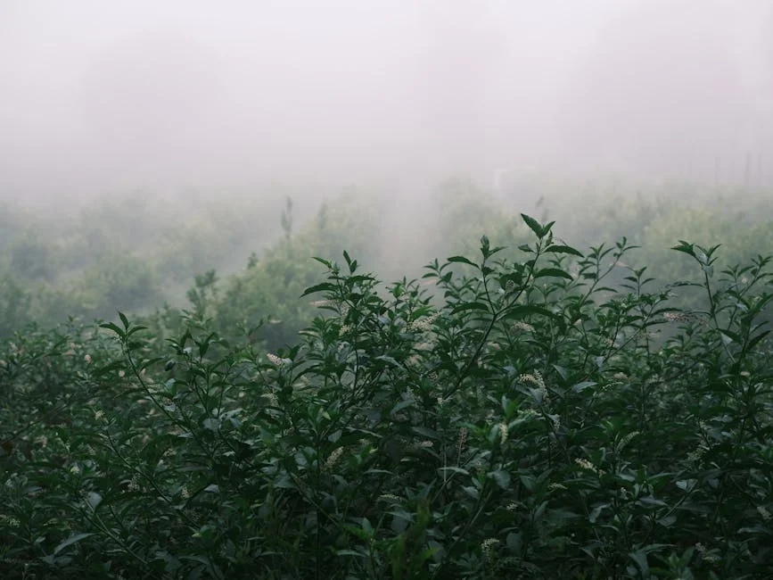 A serene view of lush green plants in a foggy field during early morning.
