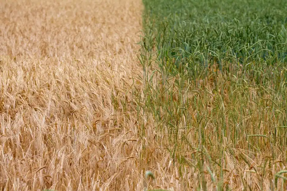 Close-up of a split view of golden wheat and green rye fields under daylight sunshine.