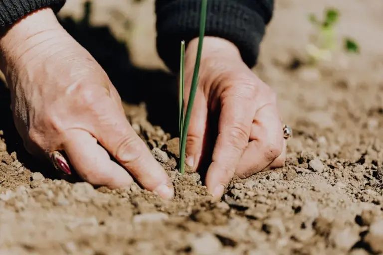 Step-by-Step Guide to Starting Your First Garden Made Easy and Fun