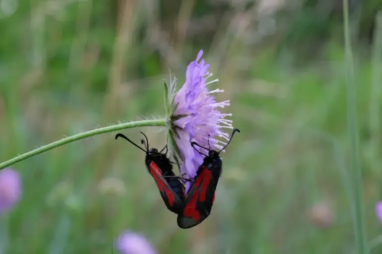 How to Help Bees and Butterflies Thrive in Your Neighborhood Garden