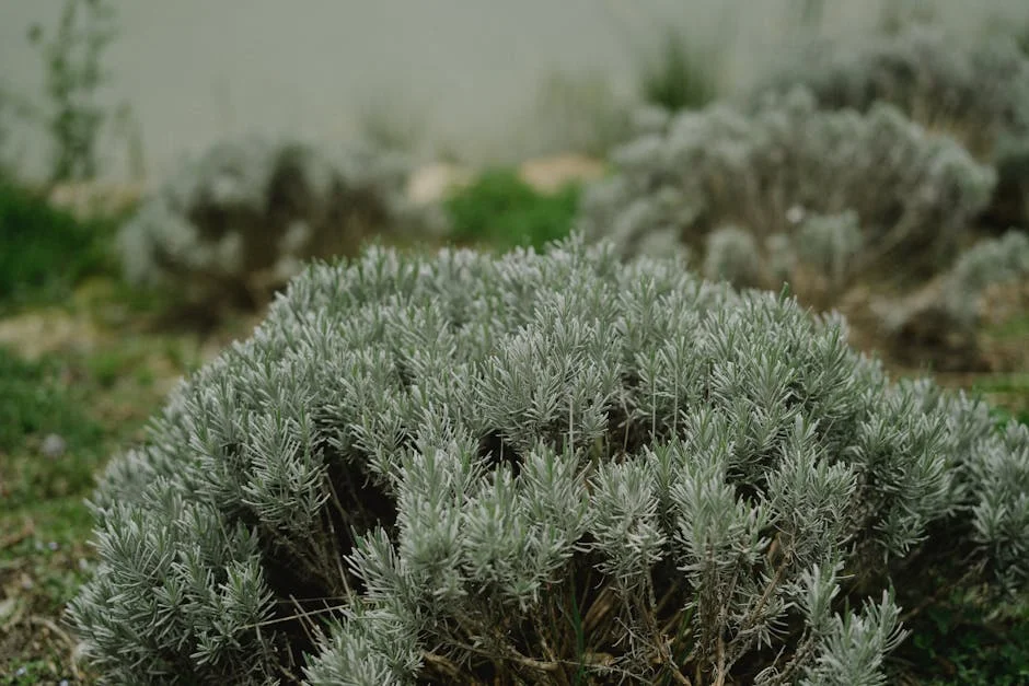 A detailed close-up of Lavandula plants in a lush outdoor garden.