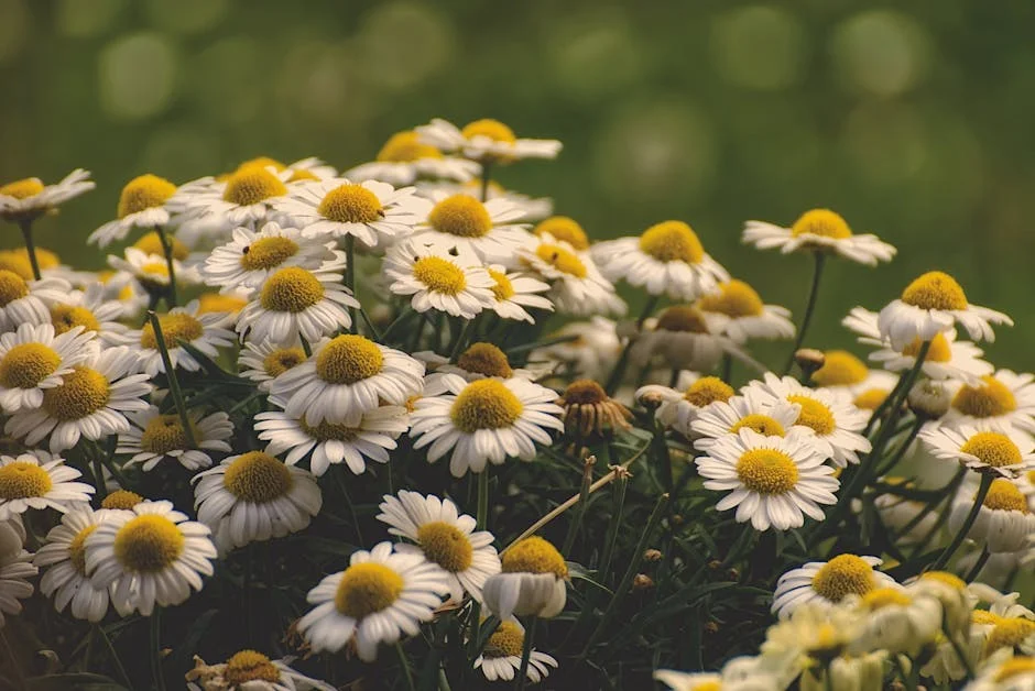 A serene view of blooming chamomile flowers in a bright summer garden setting.
