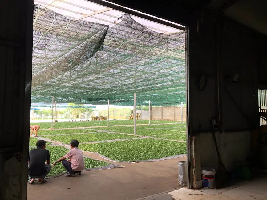 Men observe tea leaves drying under textile roof in industrial facility.