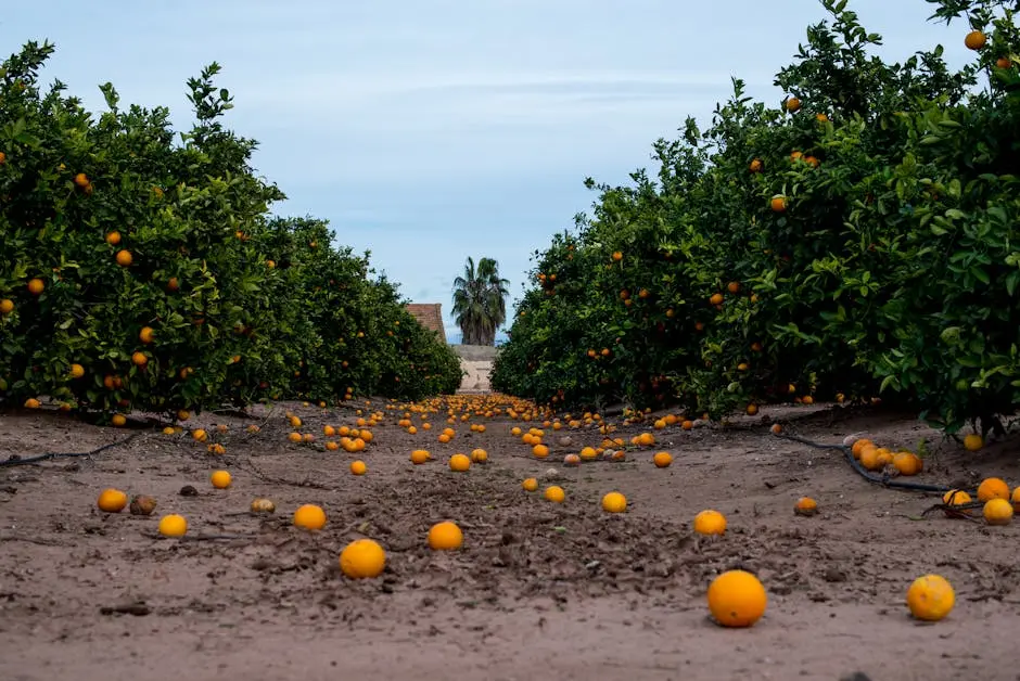 Scenic view of an orange grove with ripe oranges scattered on the ground.