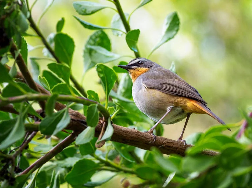 Close-up of a Cape Robin-Chat bird perched on a branch surrounded by green leaves in daylight.